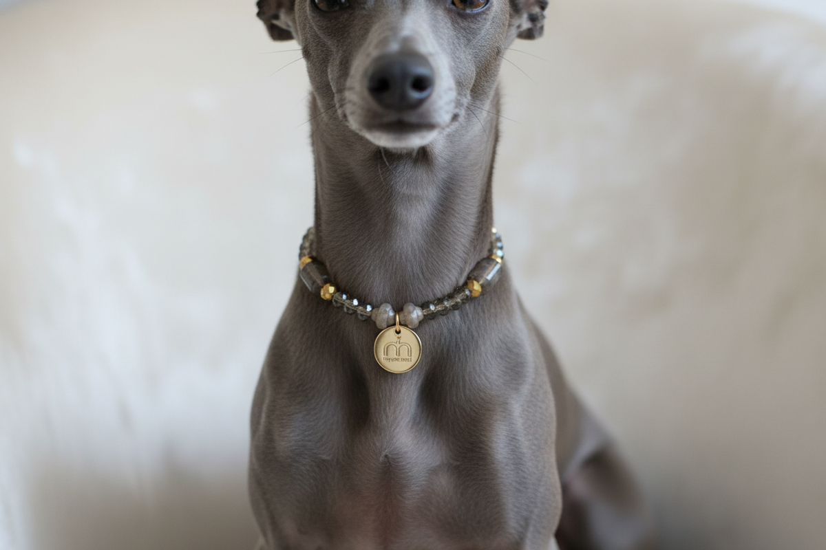 Collana Smoky Glow con cristalli sfaccettati color fumé, dettagli oro e ciondolo logo dorato indossata da un Levriero Italiano – My Pets and I Milano