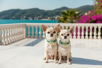 Collana Green Glow con pietre dure verdi e cristalli sfaccettati indossata da due Chihuahua color crema in una terrazza con vista sul mare – My Pets and I Milano