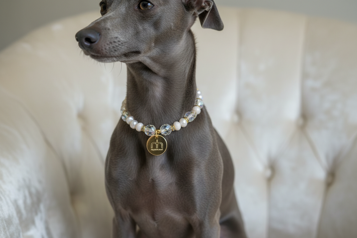 Collana Ivory Glow con cristalli sfaccettati avorio, cristalli trasparenti e ciondolo logo dorato indossata da un Levriero Italiano – My Pets and I Milano
