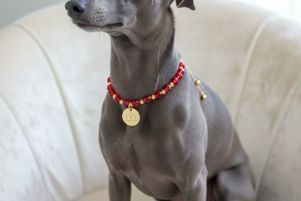 Collana Ruby Glow con cristalli rossi sfaccettati e ciondolo logo dorato indossata da un Levriero Italiano – My Pets and I Milano