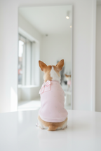 Chihuahua che indossa la felpa Soft Shine rosa baby in ciniglia con strass e fiocco in raso removibile davanti a uno specchio – My Pets and I Milano